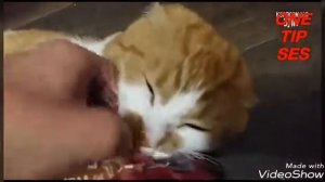 Боря,отдай мне булку! Боря! Это что такое?