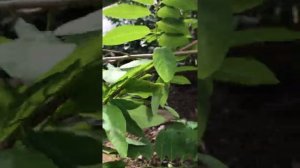 Выращиваем аннона черимойя