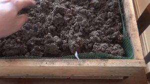 Кормление калифорнийского червя в домашних условиях