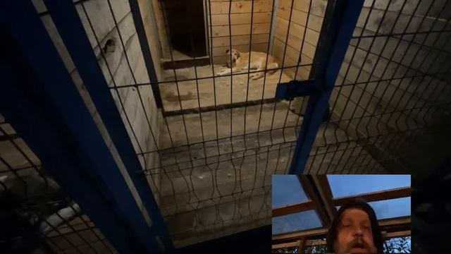 Стрим в приюте Хвостатое счастье от 15/07/2022