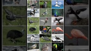 ТАЪБИРИ ХОБ.Дар хоб дидани паррандахо:Кабк дар хоб,Кафтар дар хоб,Бум дар хоб, Мург дар хоб ва гайр