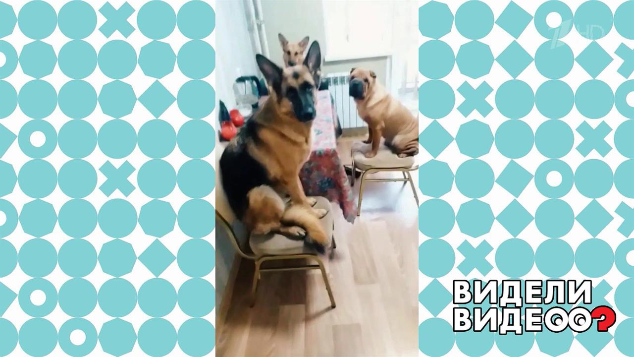 Терпеливые собаки во главе с овчаркой. Видели видео? Фрагмент выпуска от 18.10.2020