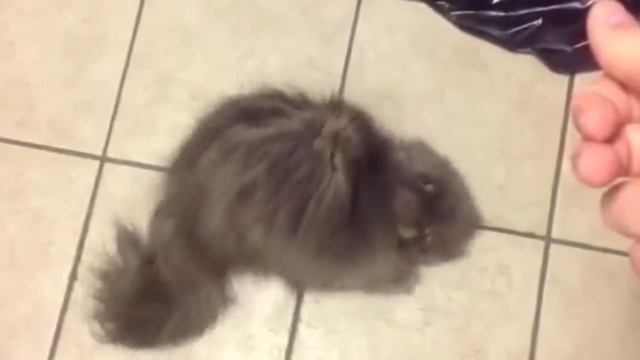 Смешные и милые персы смотреть онлайн