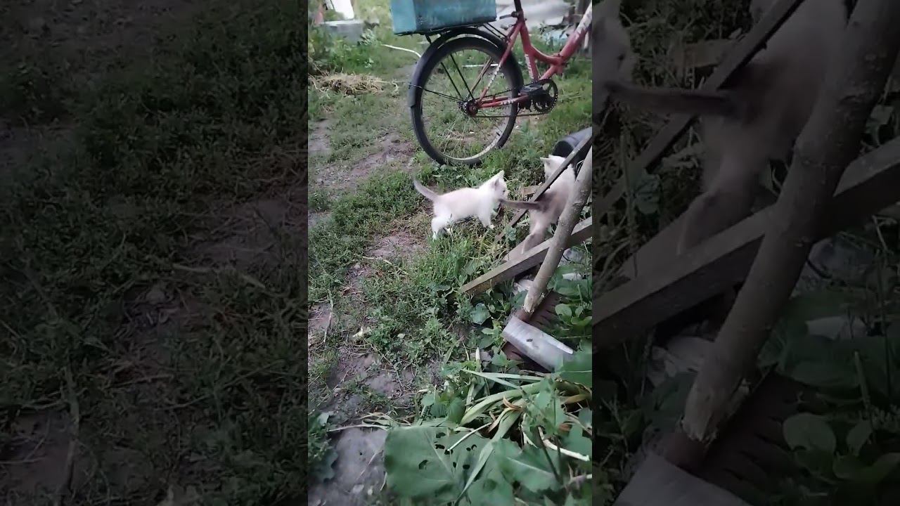 котята 30 июля #котята #питомцы смотреть онлайн