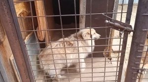 Социальный видеоролик "Защита и спасение бездомных животных".