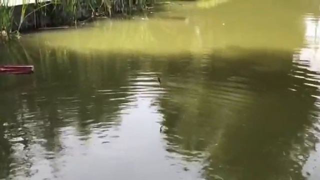 Поймай осетра и получи спиниг в подарок смотреть онлайн