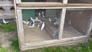 Настоящие Бакинские голуби | Тяжело в начале, но результат того стоит 11.05.23