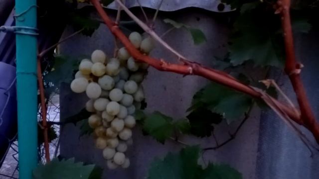 Виноград винный Цитронный Магарача?!?! Определен ли сорт?