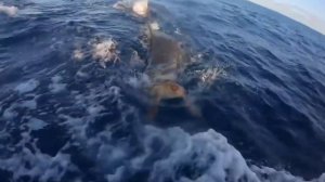 ЖИВОТНЫЕ ПРОСЯТ ПОМОЩИ