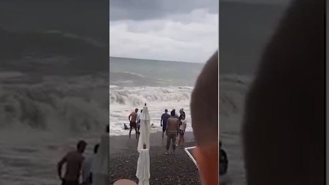 В Сочи штормом на берег выбросило двух дельфинов