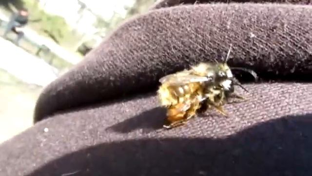 Мёёд! смотреть онлайн