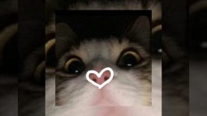 |подари мне любовь?| песня??