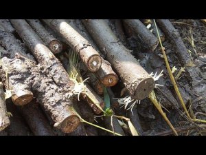 Укоренение черенков инжира. Ссылки на Телеграм, Авито. Саженцы черенки инжира