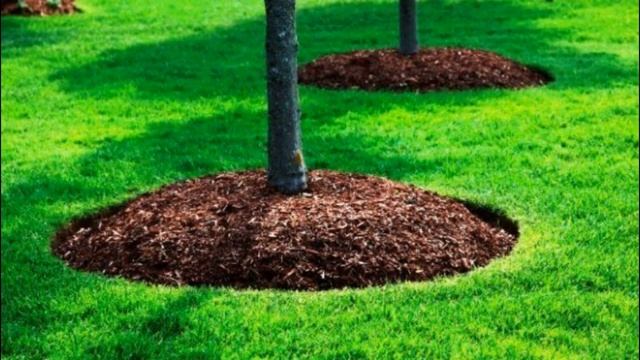 10 САДОВЫХ ДЕЛ, КОТОРЫМИ СТОИТ ЗАНЯТЬСЯ В МАЕ смотреть онлайн