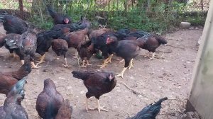 Куры Корниш.Тверская обл., город Торжок.