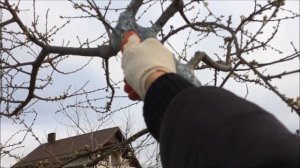 Обрезка алычи весной и коррекция кроны. Четыре вида формирования кроны дерева в моем саду.