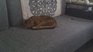 Абиссинская порода - отзыв владельца.