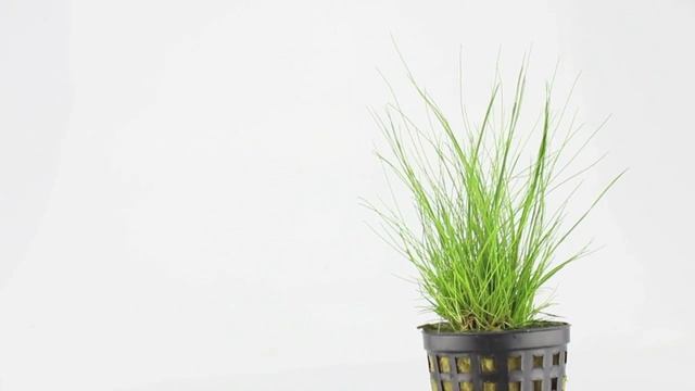 acicularis смотреть онлайн