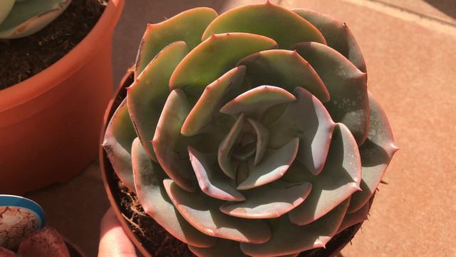 Nuevas Suculentas del Mediterráneo ¡Ven a Descubrirlas! смотреть онлайн