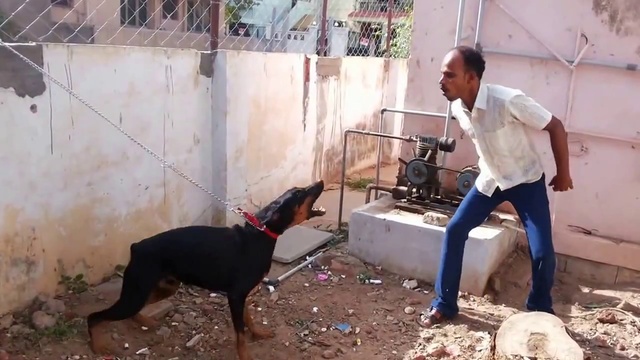 Arabe VS Dobermann [Flokossama] смотреть онлайн