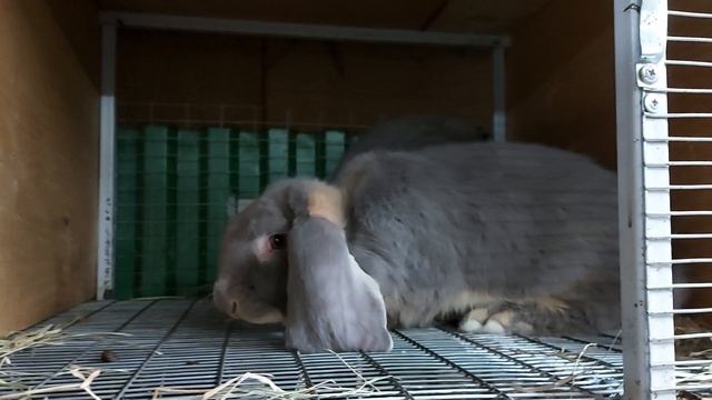 барансики лиловый оттер смотреть онлайн