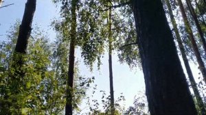 Собрали грибов в чеховском районе МО | прогулка по лесу | электричка