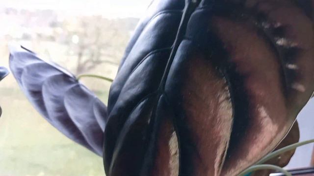 Alokazja X portora / alokazja amazonica polly / Alocasia cuprea 'Red Secret' / Alokazja wentii смотреть онлайн