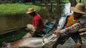 рыбалка в амазонии на арапайма