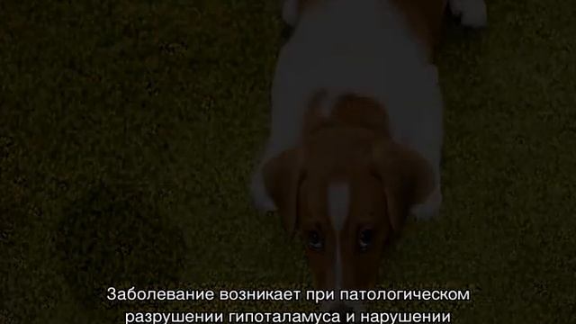 Собака писается под себя или в туалете: причины смотреть онлайн