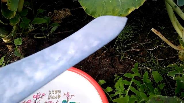 Тонкости выращивания брокколи смотреть онлайн