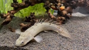 Полиптерус Дельгези (Polypterus delhezi)