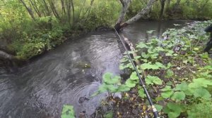 Неразведанная речка в тайге/ Рыбалка на Хариуса/ Наловили на малосол/ Клёв Крупного Хариуса !!!