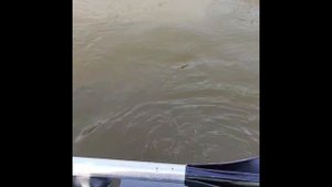 Наши гости на отдыхе