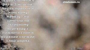 Червь "старатель" вся правда о разведении. Эксперимент-2.