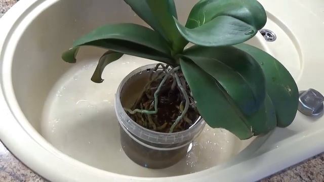 Как правильно пересадить в керамзит орхидею с цветоносом Какие преимущества керамзита смотреть онлайн