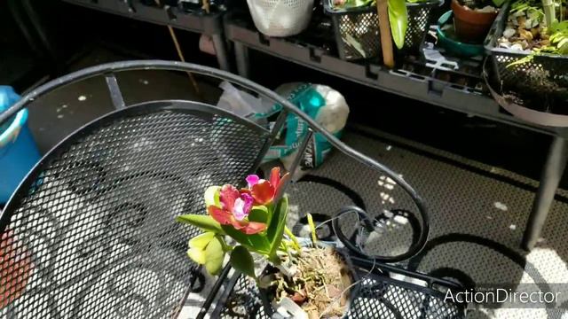 Rhyncholaelia Cattleya Volcano Jewel Volcano Queen смотреть онлайн