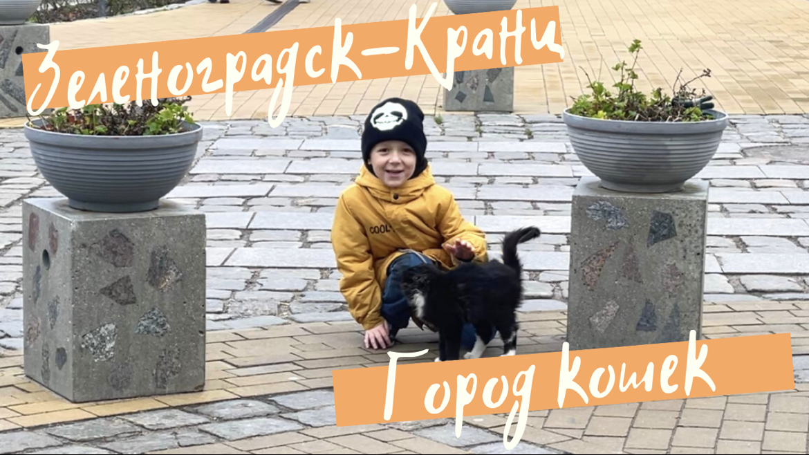 Город кошек в России. Кранц. Зеленоградск