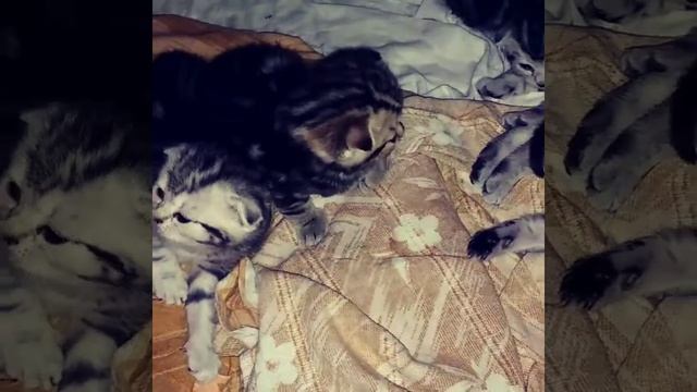 Мини-коты. Котики. Мимишки смотреть онлайн