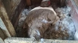 Забирать утят у индоутки или нет