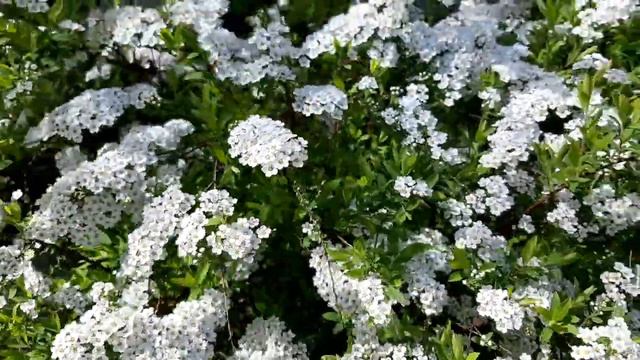 Спирея острозазубренная.Цветет "невеста". Весна.Футаж смотреть онлайн