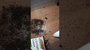 Ответ на вопрос. Как чистить контейнер с тараканами?