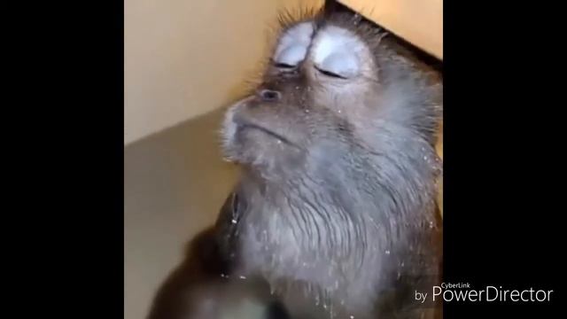 Друг смотреть онлайн