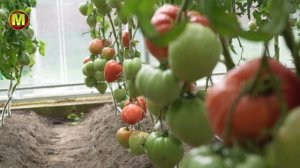 Сорта крупноплодных томатов - ТОМАТ ЩЕДРЫЙ ВКУС