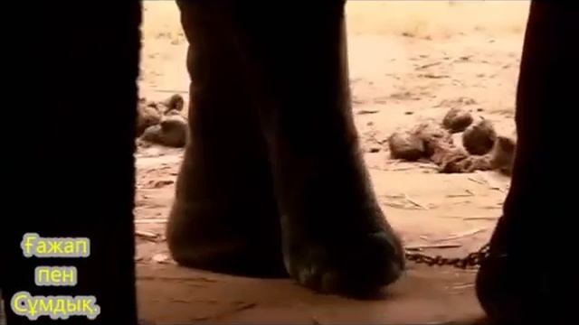 Пілдің құмалағынан кофе шығаратын ферма.5 ерекше фермалар жайында смотреть онлайн