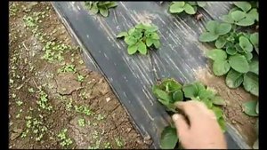 Пленка или агроспам на мульчу?