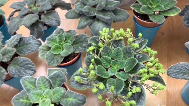 Переукоренение фиалок в пакетах смотреть онлайн