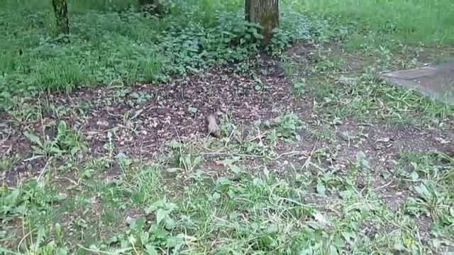 Белка в Нальчике. В парке в центре города. смотреть онлайн