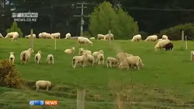 3 News: Dung beetles improving farms in Wairarapa смотреть онлайн