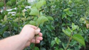 Viburnums Berry Producing Plants