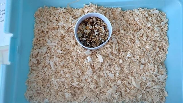 ОБУСТРОЙСТВО КЛЕТКИ ХОМЯКУ ГРУШИ/ РЕДКИЙ ХОМЯК/ КЛЕТКА/ДЖУНГАРИК / ХОМЯКИ / НОВОСЕЛЬЕ смотреть онлайн